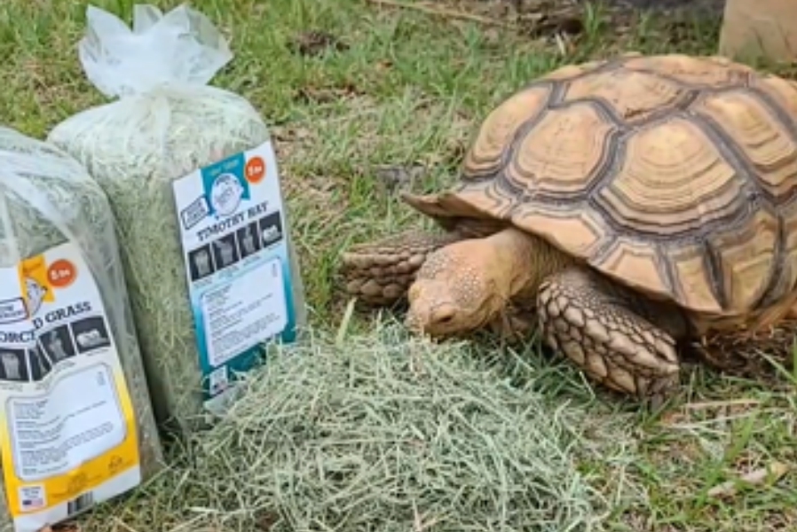 Hay Offerings for Tortoises