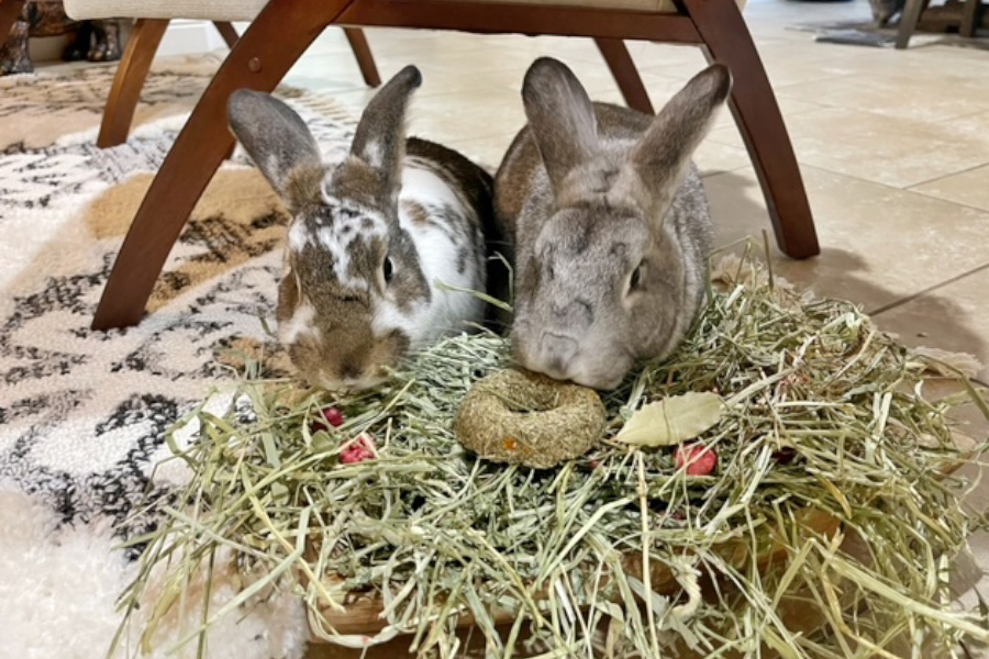 Our NEW Hay-Based Treat