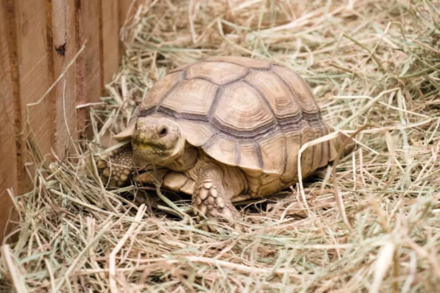 Why You Should Use Hay as Tortoise Bedding