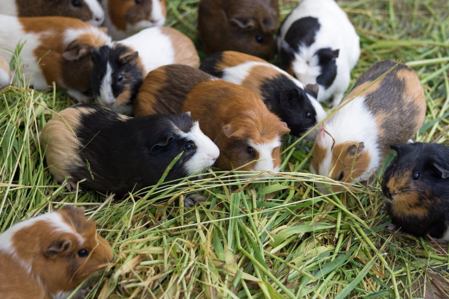 Hay for Your Guinea Pigs