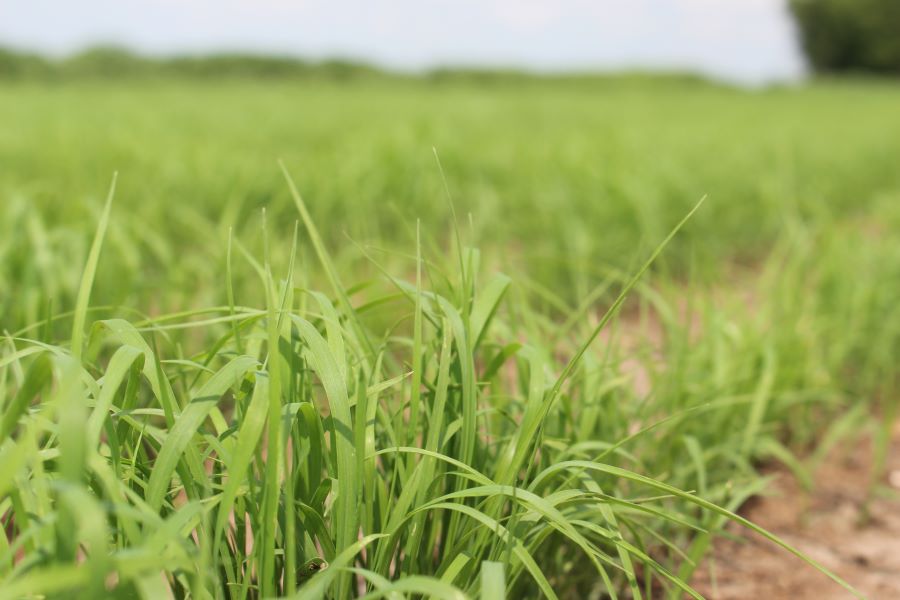 Why Teff Grass is Highly Beneficial for Animals