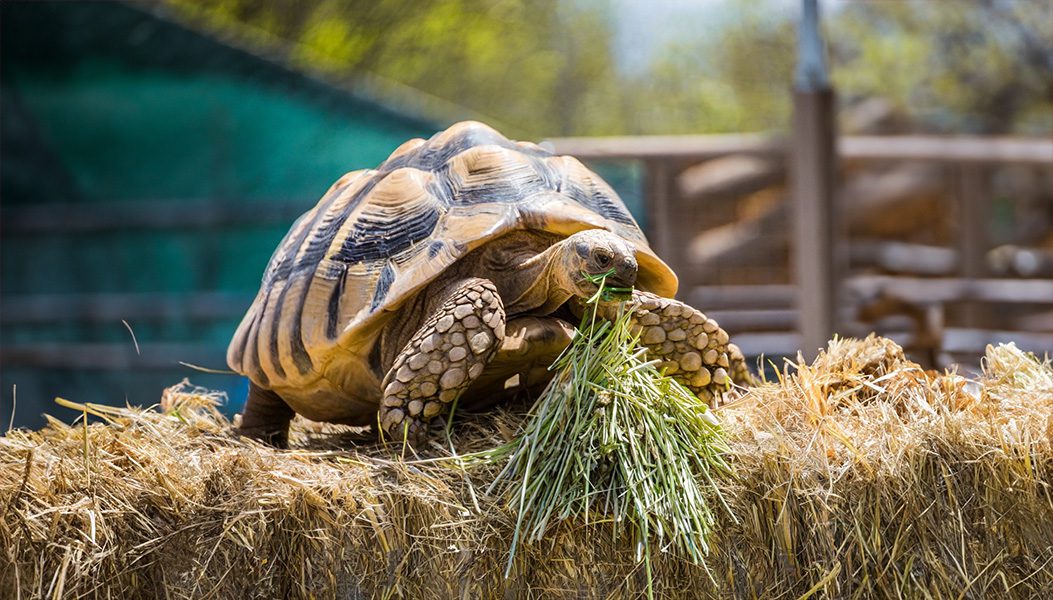Feed your tortoise Hay