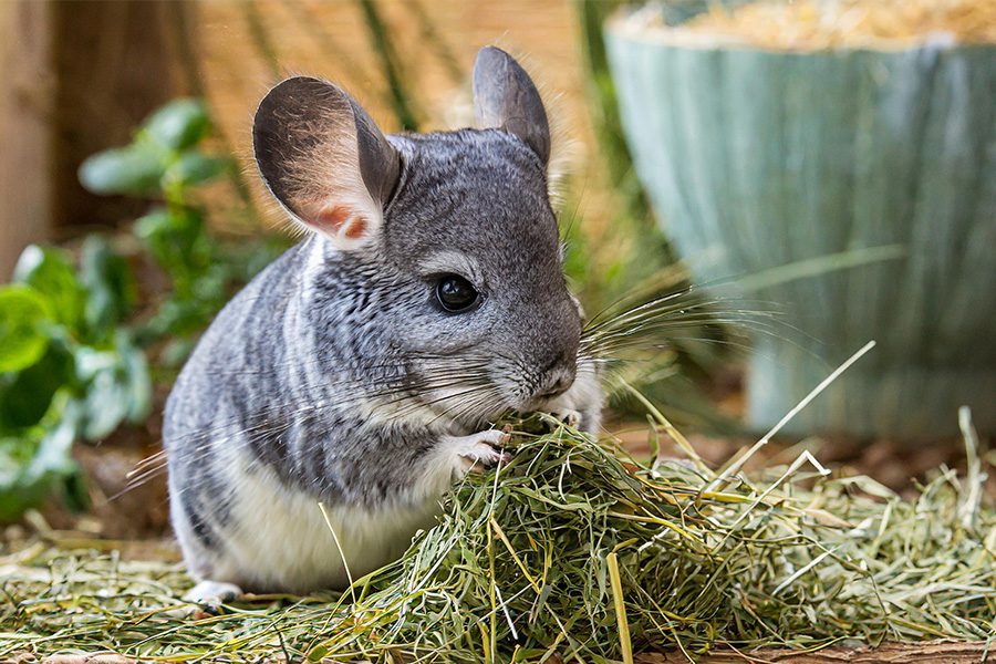Timothy Hay for Chinchilla’s