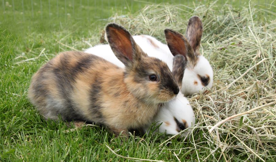 Encourage Your Rabbit to Eat Hay